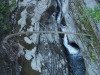Remember this fallen tree, at Watkins Glen State Park