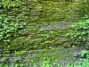 Green wall