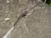 Dragonfly friend