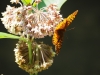 Butterflies and bees