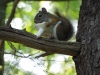 Chipmunk eating lunch