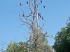 Cormorants in a tree, Niagara River Parkway