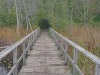 Boardwalk along Kettle's Lake Trail, Awenda Provincial Park