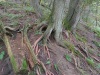 Moss and tree roots along the Orphan Lake Trail, Lake Superior Provincial Park