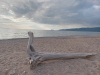 Driftwood on the beach near the Agawa Bay campsite, Lake Superior Provincial Park