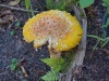 Colorful mushroom along the trail to Miners Beach, Pictured Rocks National Lakeshore