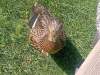 Really friendly duck who tried to steal our muffin, Munising, Michigan