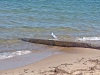 Dramatic view of seagull along the lakeshore, Munising, Michigan