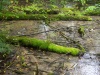 Beaver Pond Trail, Awenda Provincial Park