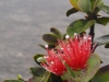 Flowers on the rim of the Haleakala crater