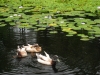 Ducks and lillies