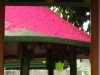 The pinkest flowers - Pedasi