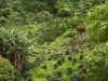Tropical forest, Boquete