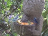 More birds at breakfast, Boquete