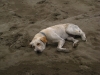 Beach dog, Las Lajas