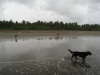 Beach dog escorts, Las Lajas