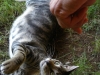 Cat named mojito - a few minutes later, his owner was rescuing a lizard from his grasp