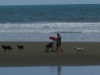 The same dogs that \"walked\" us - walked others on the beach