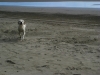 More poetic beach dog shots