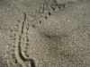 hermit crab tracks