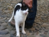 A friendly black and white cat, Panama City