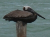 Pelican, Rio Lagartos